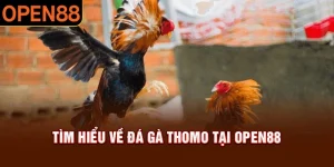 Đá gà thomo tại open88